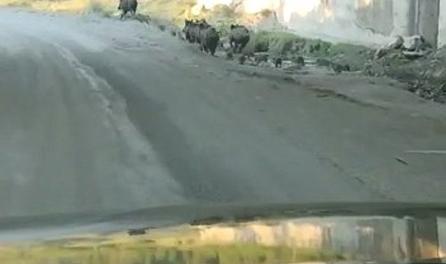 Domuz sürüsü D100 karayoluna indi