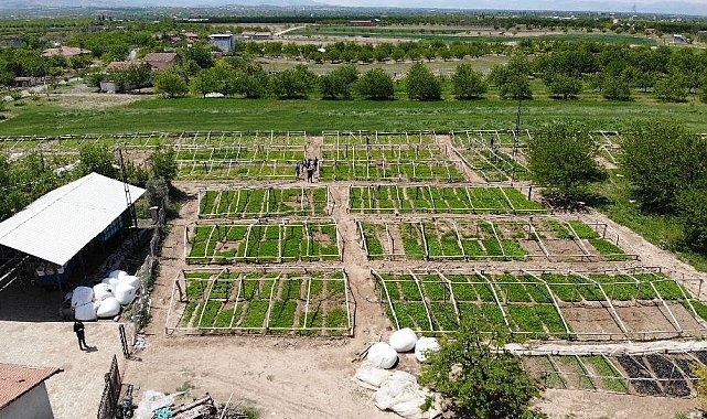 Don vuran kayısıların yerine üreticiler sebze ekimine yöneldi