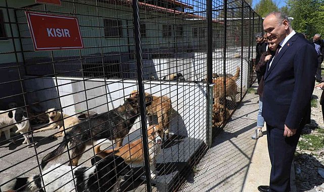Düzce'de 15 günde 5 köpek sahiplendirildi