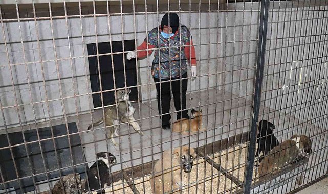 Düzce'de bir hafta da 77 köpek kısırlaştırıldı