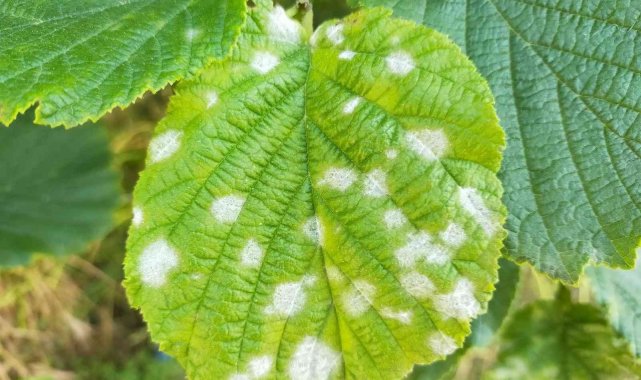 Düzce'de fındıkta külleme mücadelesi başladı