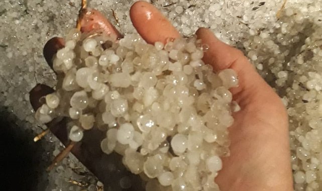 Edirne'de ayçiçek ve buğday tablalarını dolu vurdu