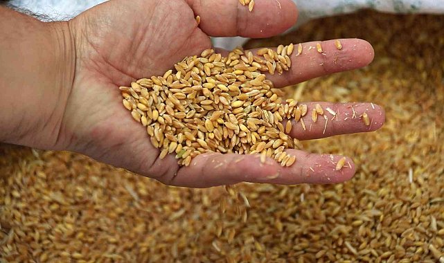 Edirne'de buğday 5 lira 667 kuruştan satıldı