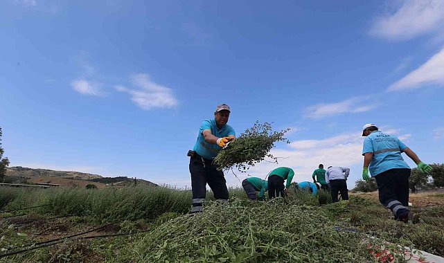 Efeler'in şifalı kekikleri hasat ediliyor