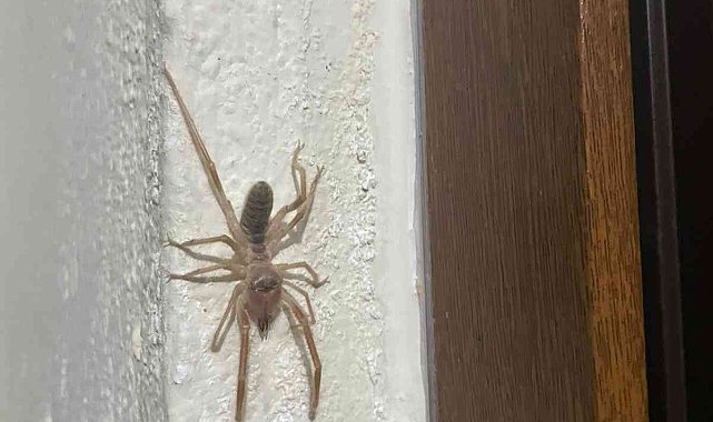 Elazığ&#039;da &#039;et yiyen örümcek&#039; görüldü