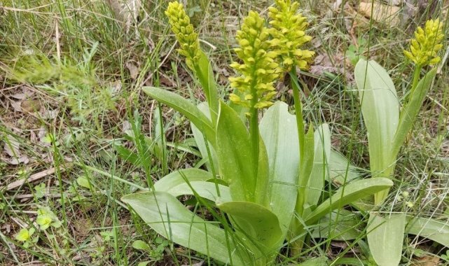 Elazığ&#039;da biyoçeşitlilik izleme çalışmaları sürüyor