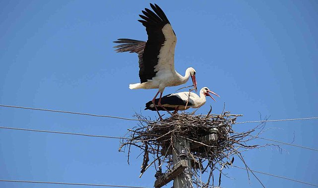 Elektrik direği leyleklerin yuvası oldu
