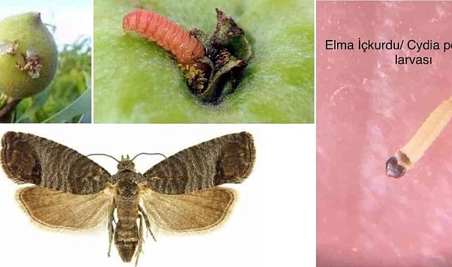 Elma iç kurdu için ilaçlama zamanı