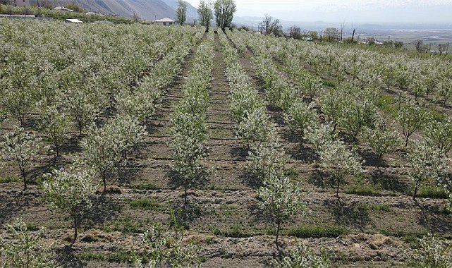 Erzincan'da beyaz gelinliği giyinen vişne bahçeleri kontrol ediliyor