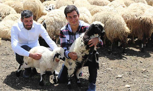 Erzincan'da göçerlerin yaylalardaki mesaisi başladı