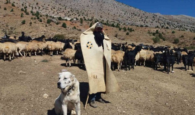Erzincan'da meralar küçükbaş hayvanlarla şenlendi