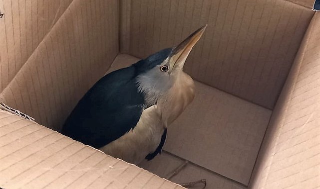 Erzincan'da nesli tükenmekte olan 'balaban kuşu' bulundu