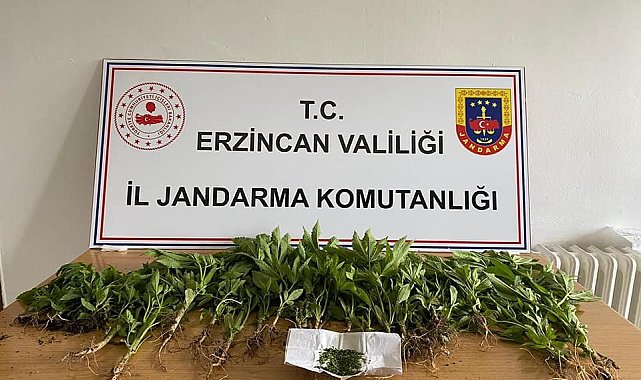 Erzincan'da uyuşturucu operasyonunda esrar ve kenevir ele geçirildi