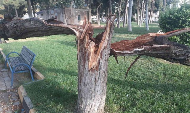 Etkili olan rüzgar ağaçları devirdi