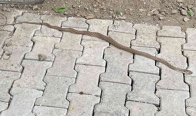Eve giren yılanı itfaiye ekipleri çıkardı