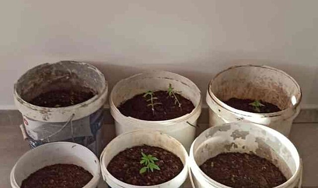 Evinde yasadışı kenevir üreten şüpheliye operasyon