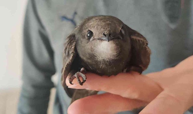 Evinin balkonunda ebabil kuşu buldu