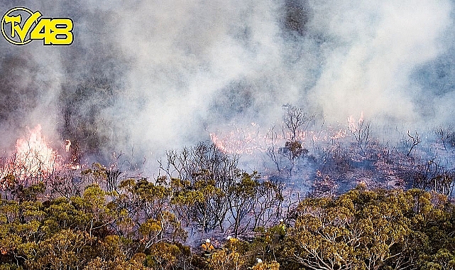 Fethiye'de Yıldırım Düştü Orman Yangını Çıktı
