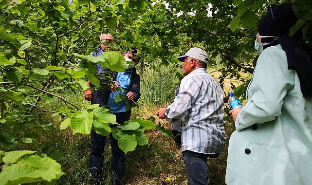 Fındıkta bakım ve zararlılarla mücadele zamanı