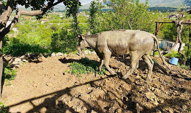 Foseptik çukuruna düşen ineği itfaiye kurtardı