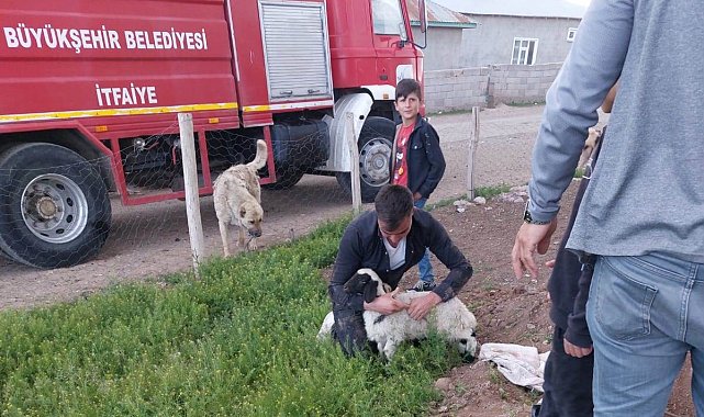 Foseptik çukuruna düşen kuzu itfaiye tarafından kurtarıldı