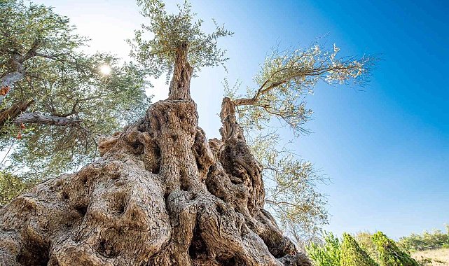 Fuar İzmir&#039;de zeytinyağı müzayedesi
