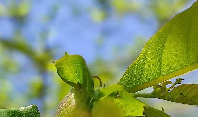 Gal arısına karşı terminatör böcekler doğaya bırakıldı