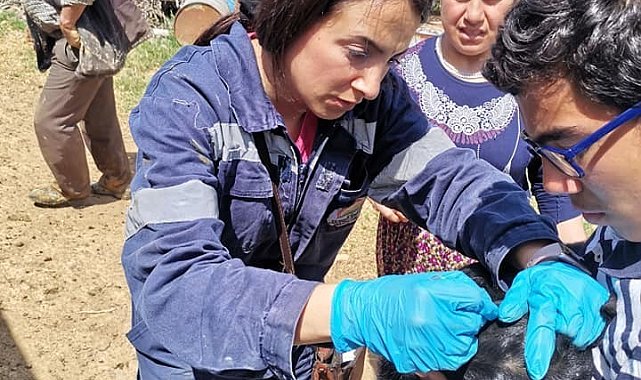 Gediz'de İlçe Tarım ve Orman Müdürlüğü ekiplerinden aşılama ve küpeleme çalışmaları