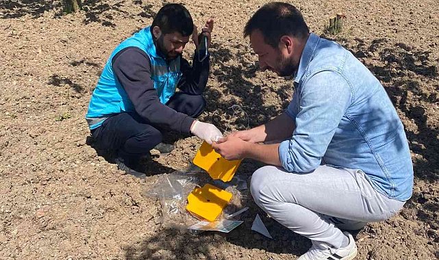 Gediz'de kiraz sineği ile mücadele başladı