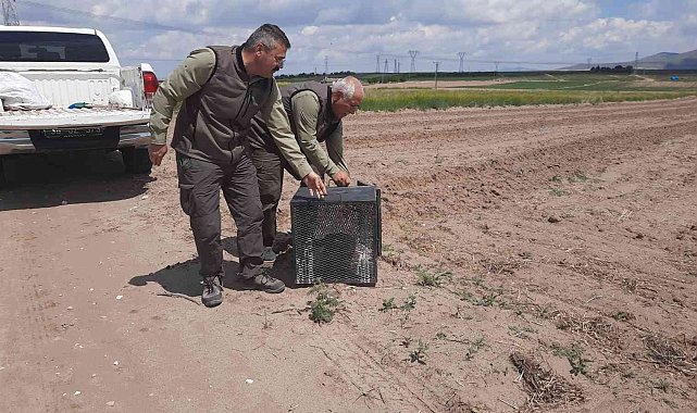 Girdiği kümeste mahsur kalan tilkiyi ekipler kurtardı