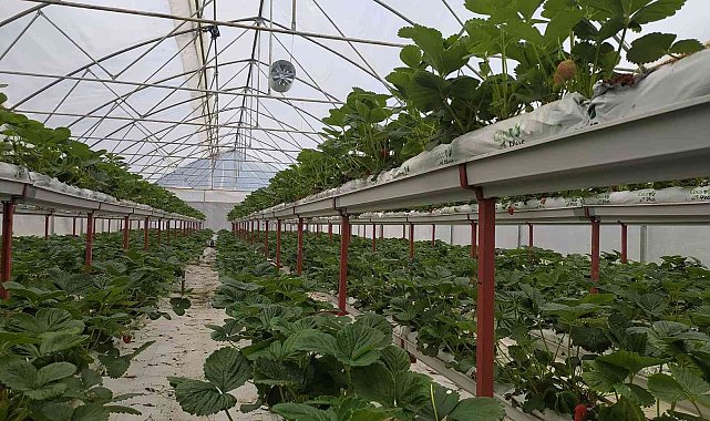 Giresun'da topraksız tarımda ilk çilek hasadı başladı