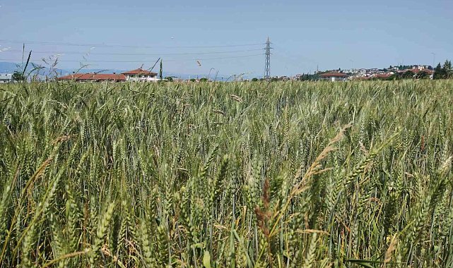 Gölcük'te buğday yetişiyor