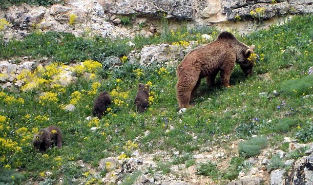 Gümüşhane'de köye inen ve birbiriyle oynayan yavru ayılar kameralarda