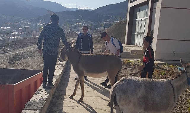 Hakkari'de sahipsiz eşekler şehir dışına çıkartıldı