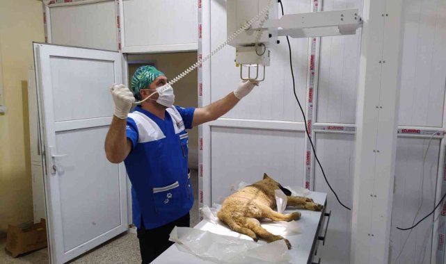 Hakkari'de veteriner ekiplerinin bayram mesaisi