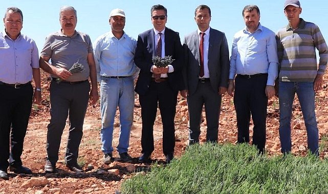 Halfeti dağları lavanta kokacak