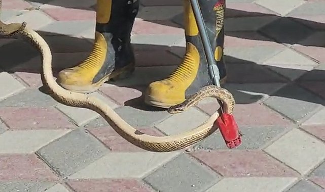 Havalar ısındı, yılanlar şehir merkezine indi