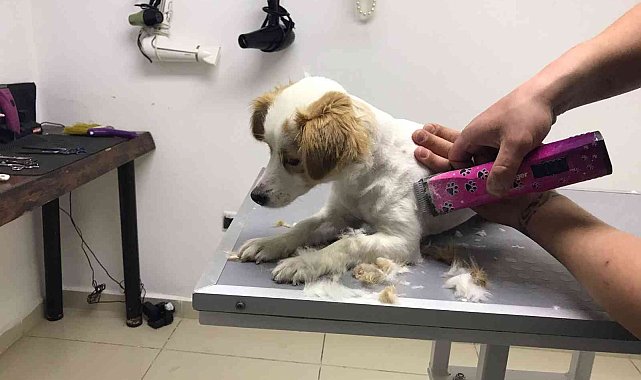 Havaların ısınmasıyla sevimli patilerin tüy kesimine ilgi arttı