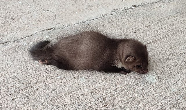 Havalimanında bulunan yavru sansar tedavi altına alındı