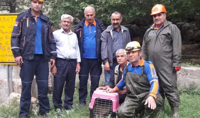 Havuza düşen yavru domuzları AFAD kurtardı