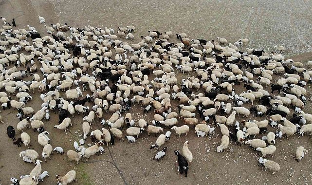 Hayvancılık desteklemeleri ödemeleri başladı