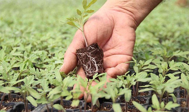 Her sezon milyonlarca fideyi toprakla buluşturuyor