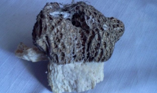 Herkes dağda ararken o bahçesinde buldu