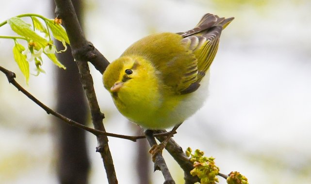 Hersek Lagünü'nde kuş türü 241'e çıktı