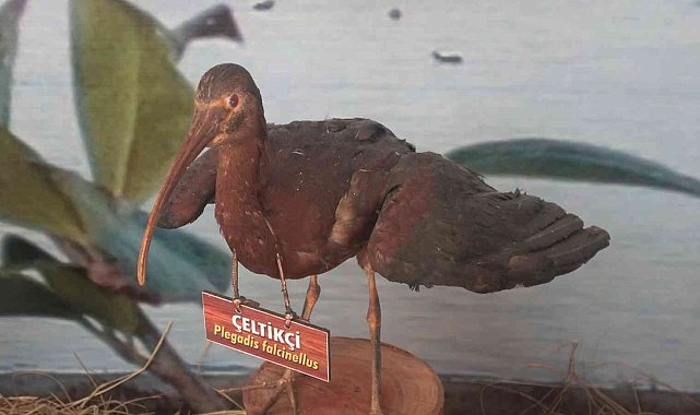 Hersek Lagününde kuş müzesi kurulacak