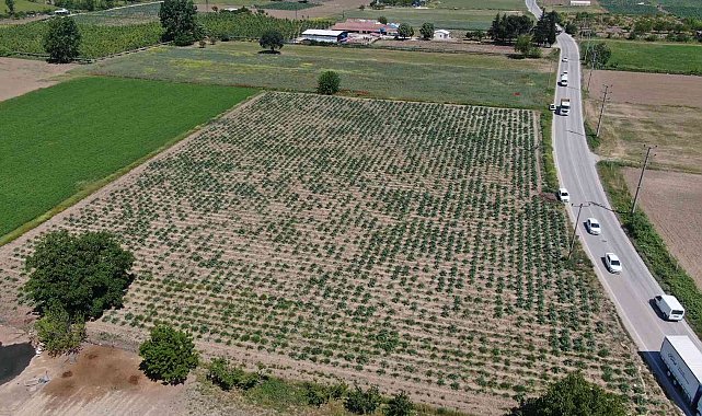 Hırsızlar, coğrafi işaretli enginar tarlalarına dadandı