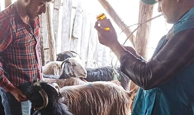 Hisarcık'ta küçükbaş hayvanlarda aşı çalışmaları