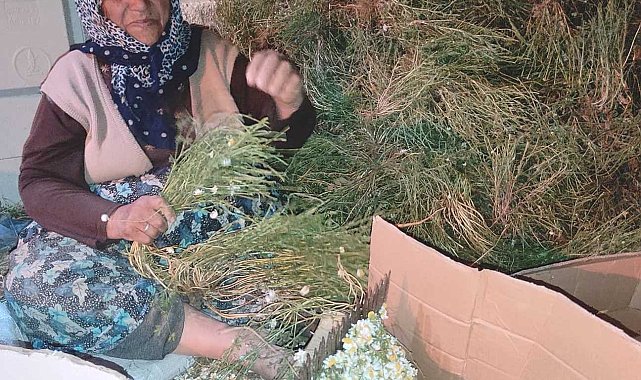 Hisarcık'ta papatya ailelerin gelir kaynağı oldu