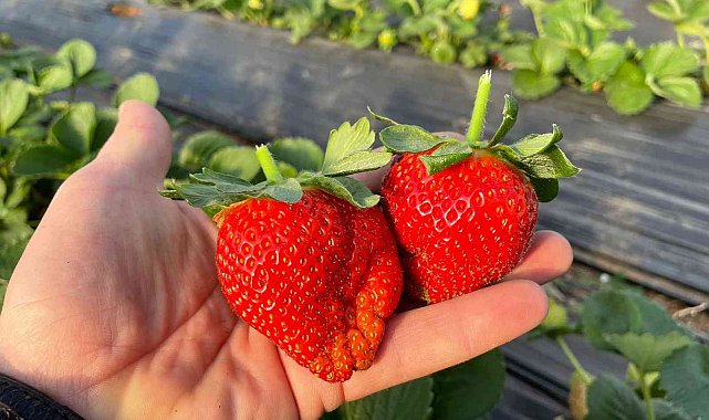 Hüyük'te ilk hasat çilekler tüketiciyle buluştu
