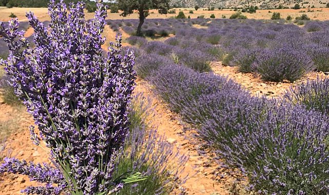 Hüyük&#039;te lavanta üretimi artırılıyor